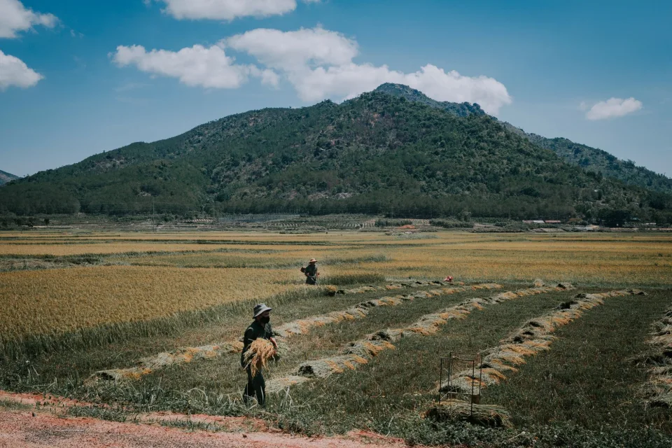 Kho gạo của Đặng Minh Hải