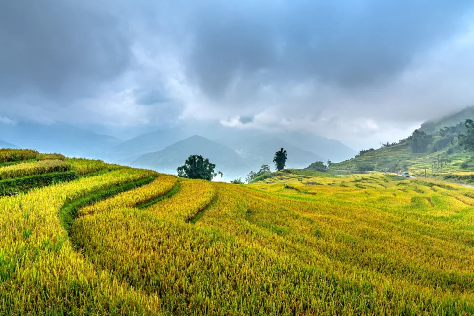 Kho gạo xếp bao